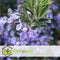 Plant in a Box - Rosmarinus Capri - Set de 3 - Rozemarijn winterharde vaste plant - Rosemary plant - Pot 13cm - Hoogte 20-30cm