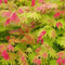 Plant in a Box - Acer palmatum 'Moonrise' - Japanse esdoorn Winterhard - Mix van kleuren - Pot 19cm - Hoogte 80-90cm