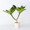 Plant in a Box - Plumeria Frangipani Paars - Hawaii - Tropische kamerplant - Sterk geurende bloemen - Pot 17cm - Hoogte 55-70cm