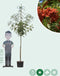 Lijsterbes 'Dodong' | Sorbus Dodong 6-10 cm | Bomenbezorgd.nl