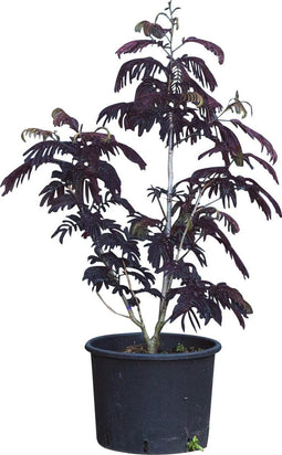 Rode Perzische slaapboom solitair Albizia julibrissin Summer chocol...