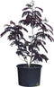 Rode Perzische slaapboom solitair Albizia julibrissin Summer chocol...