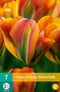 Tulpen Orange Marmelade – Tulipa