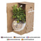 Kamerplant van Botanicly – Zamioculcas – Hoogte: 70 cm