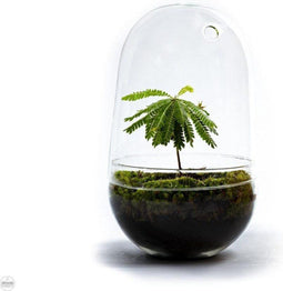 Growing Concepts DIY Duurzaam Ecosysteem Egg Large - Planten - Biophytum Sensitivum - H30xØ18cm
