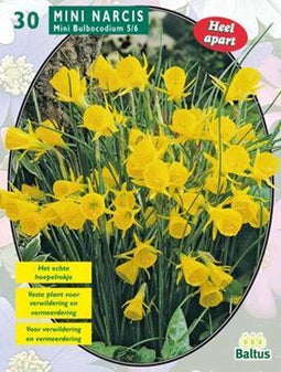 2 stuks Baltus Narcis Mini Bulbocodium per 30