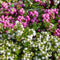 Plants by Frank | set van 6 Parelbes planten | 6x Pernettya mucronata roze | 6x roze | 12 cm Ø | 20 cm hoog | winterharde planten | tuinplanten | planten