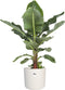 Musa in ® ELHO b.for soft sierpot – ↨ 75 cm – ⌀ 24 cm