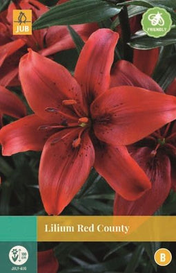Jub - Lilium Red County