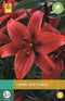 Jub - Lilium Red County
