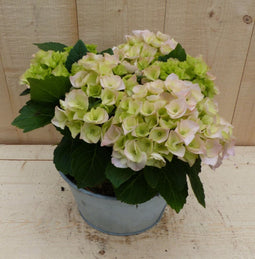 Zinken bakje hortensia dia. 20 cm