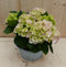 Zinken bakje hortensia dia. 20 cm