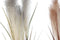 Decoratieve plant Home ESPRIT PVC Polyethyleen 15 x 15 x 106 cm (2 Stuks)