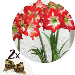 Plant in a Box - Amaryllis - Set van 2 - Hippeastrum - Bloembollen - Rode & witte bloemen