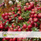 Plant in a Box - Gaultheria mucronata - Rode Pernettya in Mand - Parelbes - Winterharde groenblijvende plant - Pot 17cm - Hoogte 25-40cm