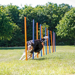 Trixie Dog Activity Agility Slalom - Slalom - Inclusief meetlint - Multikleur (12 st)