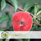Plant in a Box - Prunus Persica 'Saturnus' - Set van 2 - Perzikboom - Fruitboom - Winterharde boom - Potplant - Tuinplant - Pot 15 cm - Hoogte 60-70cm