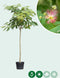 Perzische Slaapboom Albizia julibrissin 425 cm