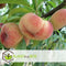 Plant in a Box - Prunus Persica 'Saturnus' - Set van 2 - Perzikboom - Fruitboom - Winterharde boom - Potplant - Tuinplant - Pot 15 cm - Hoogte 60-70cm