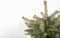 Kerstboom Picea pungens Super Blue ↨ 60cm - hoge kwaliteit planten