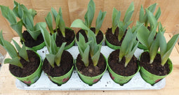 Warentuin natuurlijk - Tulpen 10 stuks in potje in tray mix kleuren