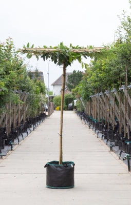 Laurierkers vierkant dak 200-220 cm stamhoogte | Prunus laurocerasus 10-14 cm 200-220 cm| Bomenbezorgd.nl