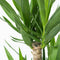 Plant in a Box - Palmlelie - Yucca elephantipes - Hoogte 50-60cm - Pot 14cm - Groenblijvende plant