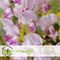 Plant in a Box - Wisteria floribunda 'Rosea' - Japanse roze regen - Bloeiende sierplant - Pot 15cm - Hoogte 60-70cm