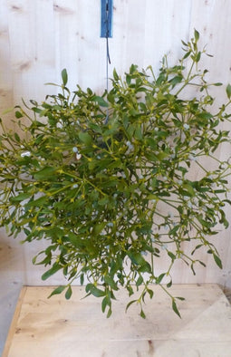Maretak Mistletoe XXL