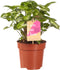 Syngonium Pixi ↨ 20cm - hoge kwaliteit planten