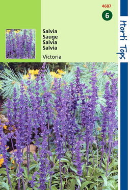 2 stuks - Hortitops - Salvia Farinacea Victoria Donkerblauw