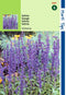2 stuks - Hortitops - Salvia Farinacea Victoria Donkerblauw