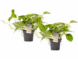 Decorum Duo Scindapsus Aureum