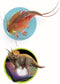 Clementoni - 52566 - Triops en de wereld van dinosaurussen