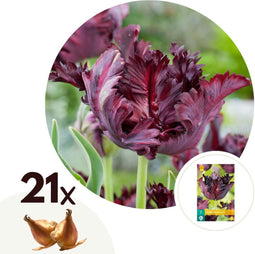 Plant in a Box - Tulipa Black Parrot - Bloembollen x21 - parkiettulp - Donker paars
