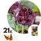 Plant in a Box - Tulipa Black Parrot - Bloembollen x21 - parkiettulp - Donker paars