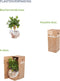 Sanseveria, vrouwentong - Set van 2 - Fachjan - Groene Plant- Hoogte 65 cm