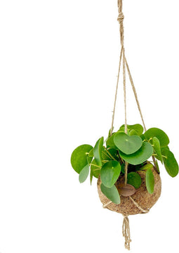 Kokodama Pilea Peperomioides ↨ 30cm - hoge kwaliteit planten