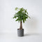 Plant in a Box - Pachira Aquatica - Kamerplant - Geldboom - Pot 24cm - Hoogte 100-120cm