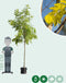Gele schijn acacia | Robinia ps. 'Frisia' 6-10 cm | Bomenbezorgd.nl
