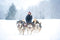 Hond gewicht trekken harnas voor Canicross, hond sport, fiets Joring, Ski Joring, Slee, Mushing, Run