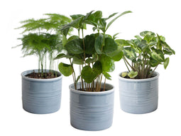 Trio 'Urban Jungle' in Laos keramiek (blauw) ↨ 25cm - 3 stuks - hoge kwaliteit planten