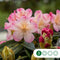 Rhododendron Percy wiseman | Rhododendron 'Percy wiseman' | Bomenbezorgd.nl