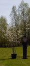 Krentenboom meerstammig | Amelanchier lamarckii | Bomenbezorgd.nl