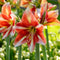 Plant in a Box - Amaryllis - Set van 2 - Hippeastrum - Bloembollen - Rode & witte bloemen