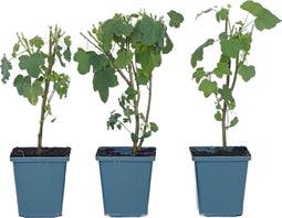 Plant in a Box - Anisodontea capensis - Kaaps Kaasjeskruid – Kaapse Malve - Set van 6 - roze/paars – bloeiende tuinplant – ⌀9 cm – hoogte 25-40 cm