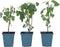 Plant in a Box - Anisodontea capensis - Kaaps Kaasjeskruid – Kaapse Malve - Set van 6 - roze/paars – bloeiende tuinplant – ⌀9 cm – hoogte 25-40 cm