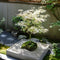 Plant in a Box - Plant in a Box - Acer palmatum 'Ukigumo' - Set van 2 - Japanse Esdoorn winterhard - Groene bladeren - Pot 19cm - Hoogte 50-60cm