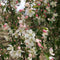 Groene treur sierappel | Malus 'Red Jade' 14-18 cm 220 cm| Bomenbezorgd.nl