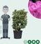Rhododendron Roseum elegans | Rhododendron 'Roseum elegans' | Bomenbezorgd.nl